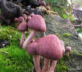 Funghi Speciali - Tricolomopsis rutilans